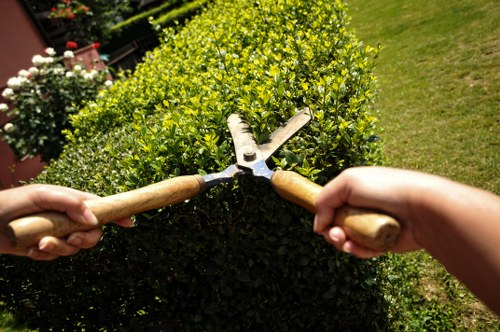 Tree being safely removed by professionals