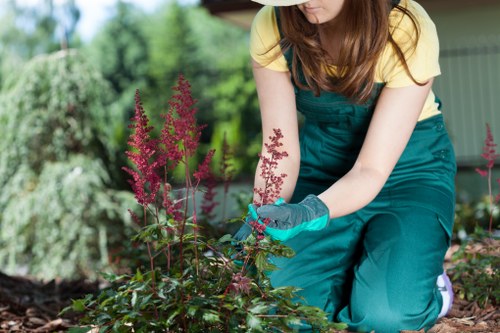 Expert hedge trimmers using professional tools in Hammersmith