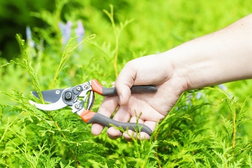 Close-up of readable lawn care instructions on a mobile screen